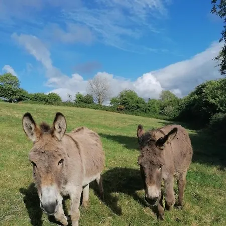Beautiful In Killarney
